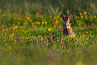 Rabbit