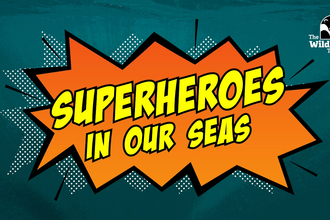 Superheroes in our seas