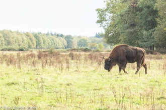 A landscape shot of a field with a bison walking along the right hand side