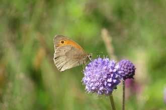 Butterfly on a devils-bit scabious plant