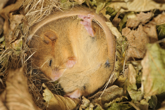 Close-up image of a hazel dormouse asleep in it's nest.