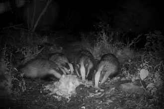 Badger cam