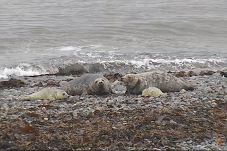 Cumbria's seals