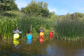 Invasive species removal volunteers in a river