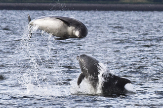 Bottlenose dolphin