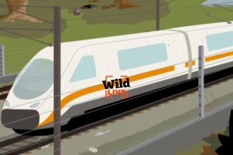 Wild LIVE Feb