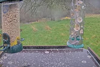 Devon's birdfeeder cam