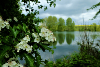 Hawthorn blosson