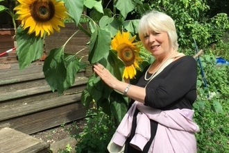 Alison Steadman Sunflowers
