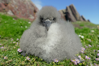 Here is a Manx shearwater chick. Giselle Eagle & Richard Brown/WTSWW.