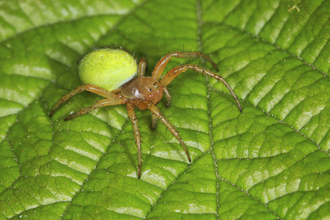 Nursery web spider  The Wildlife Trusts