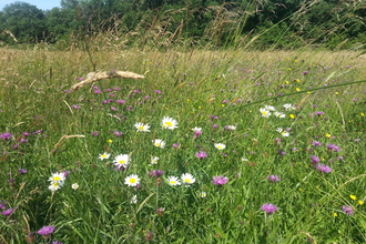 Moor Copse. Coronation Meadow green hay cut