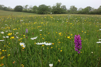 Wild daisy and buttercups on a sunny day
