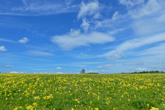 cowslips on a sunny day with blue skies