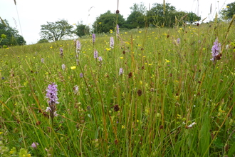 Wildflowers on a sunny day