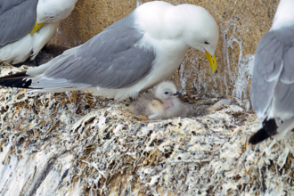 kittiwake