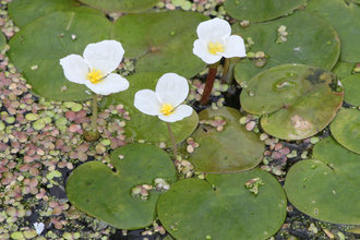 Frogbit