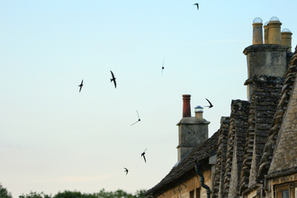 Swifts at dusk