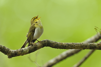 wood warbler