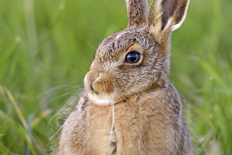 European hare in field