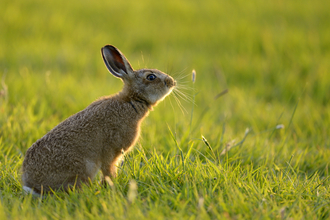 European hare in field