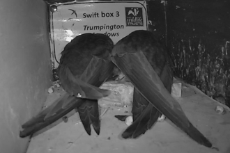 swift cam