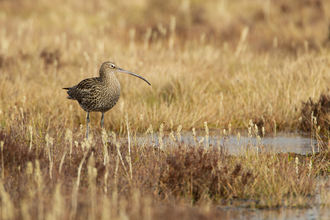 Eurasian Curlew, North Wales.