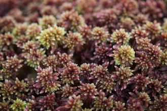 Cumbria WT - growing sphagnum mosses in