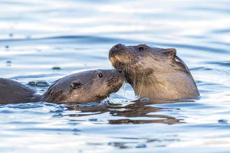 Otters 