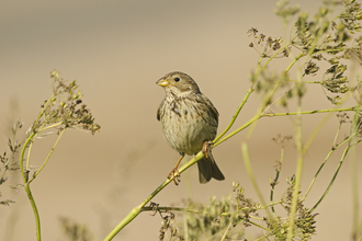 A corn bunting perched on a stem
