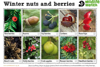 Winter nuts and berries spotter sheet