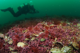 Maerl, a hidden and precious habitat