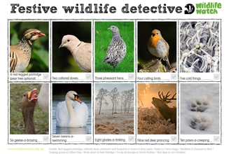 Festive wildlife detective
