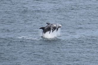 Risso's dolphins (c) Ben Stammers