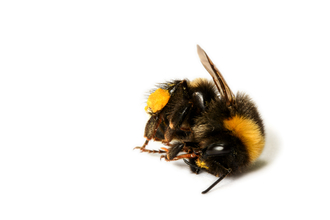 Lifeless bee - poisoned