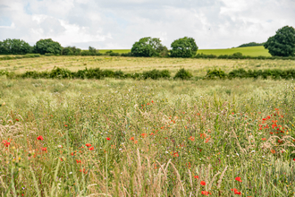 Wild Whittington - Biodiversity Net Gain site