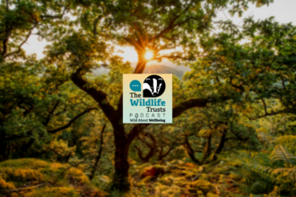 Podcast logo over forest