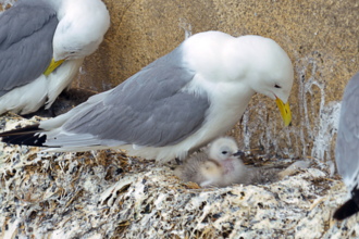 Kittiwake cam