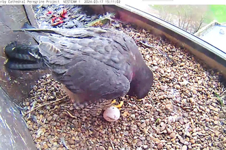Peregrine with egg in Derby Cathedral nest