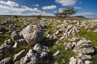On the shoulder of Ingleborough - a craggy rocky landscape with a solitary tree in the distance