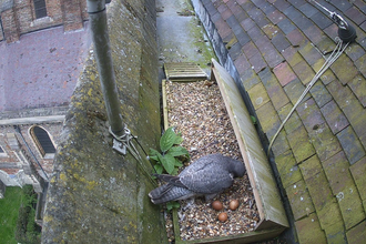 Herts and Middlesex's peregrines