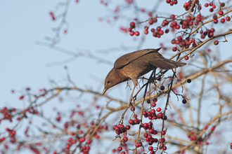A female blackbird in a hawthorn tree, reaching for the red berries