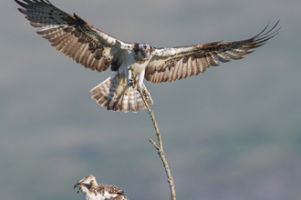 Osprey with prey