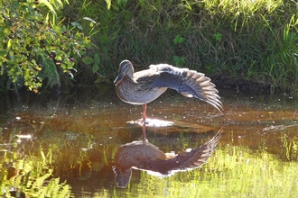 Female Mallard with outstretched wing. 