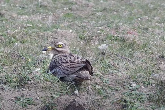 Stone curlews