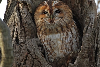 A tawny owl peeking out from a hollow in an old tree