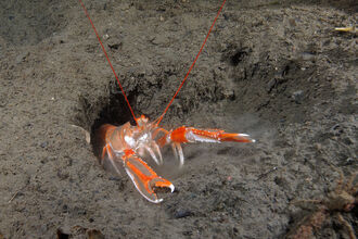 A scampi emerging from its burrow in the muddy sea floor. It's an orange and white crusctacean with large black eyes and long antennae