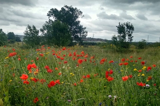 Photo: Woodhouse Washlands wildflower patch © N Abbas