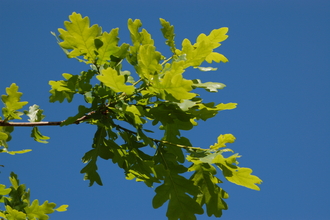 Oak leaves