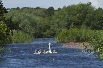 Swans in Channel